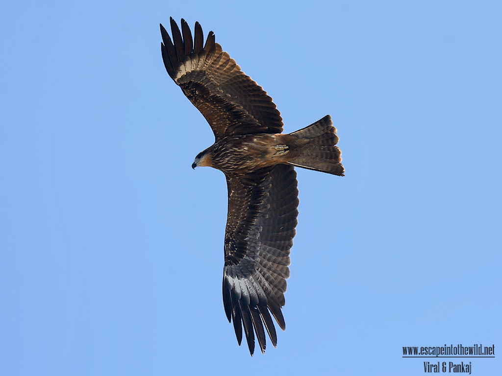 Black-eared Kite